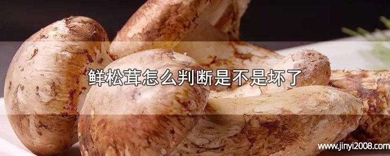 鲜松茸怎么判断是不是坏了(松茸根部变黑是坏了吗)