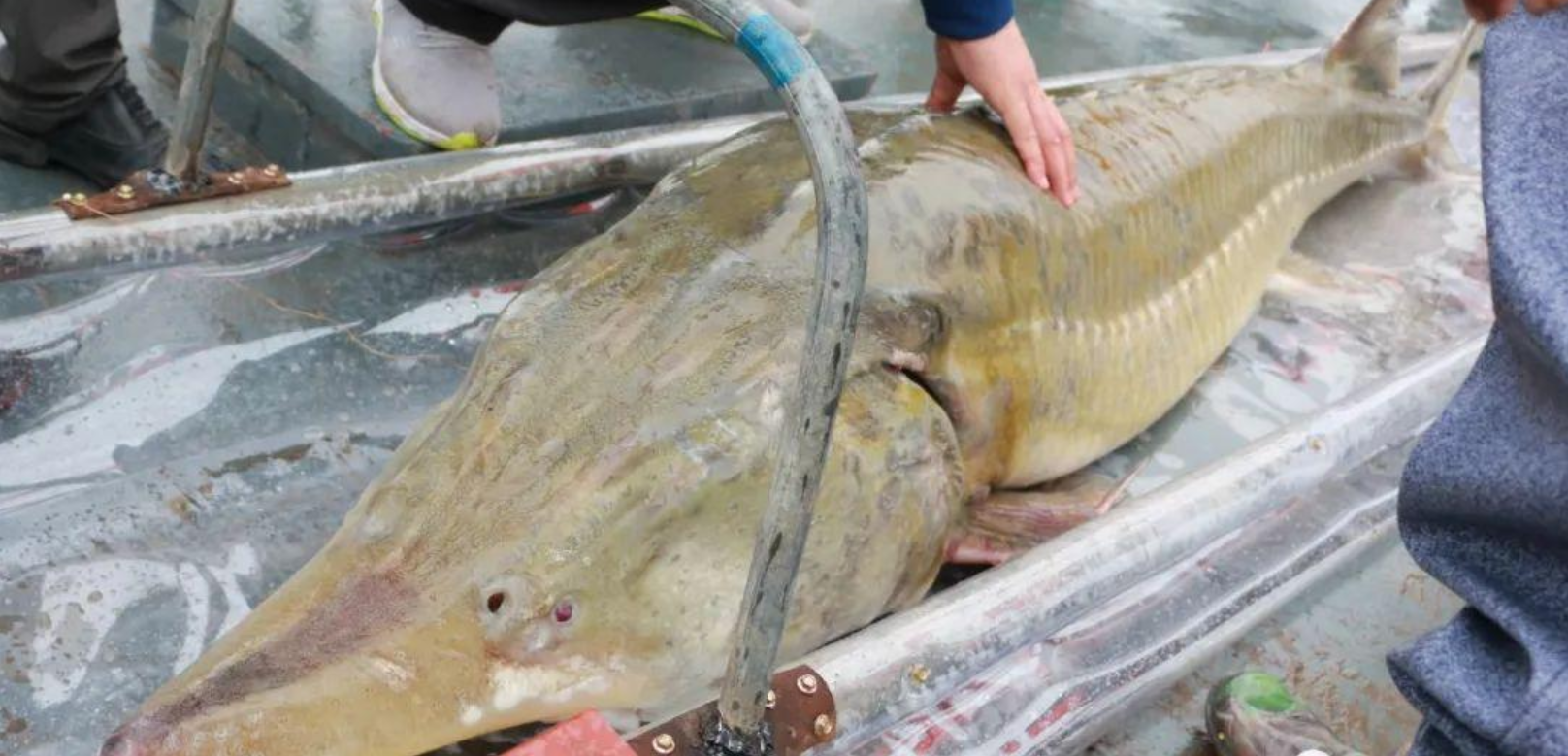渔民误捕千斤达氏鳇,国家22万元收购,后来咋样了?