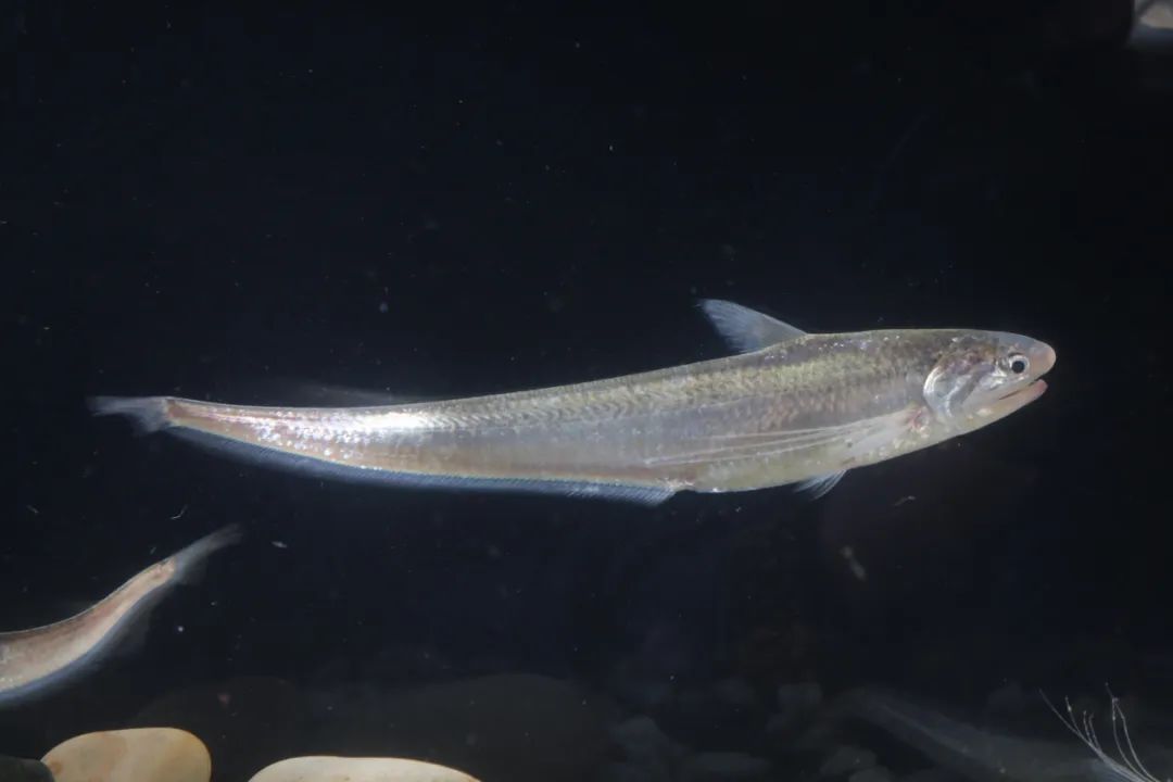 刀鱼分江刀,湖刀,海刀.其中江刀已禁捕.