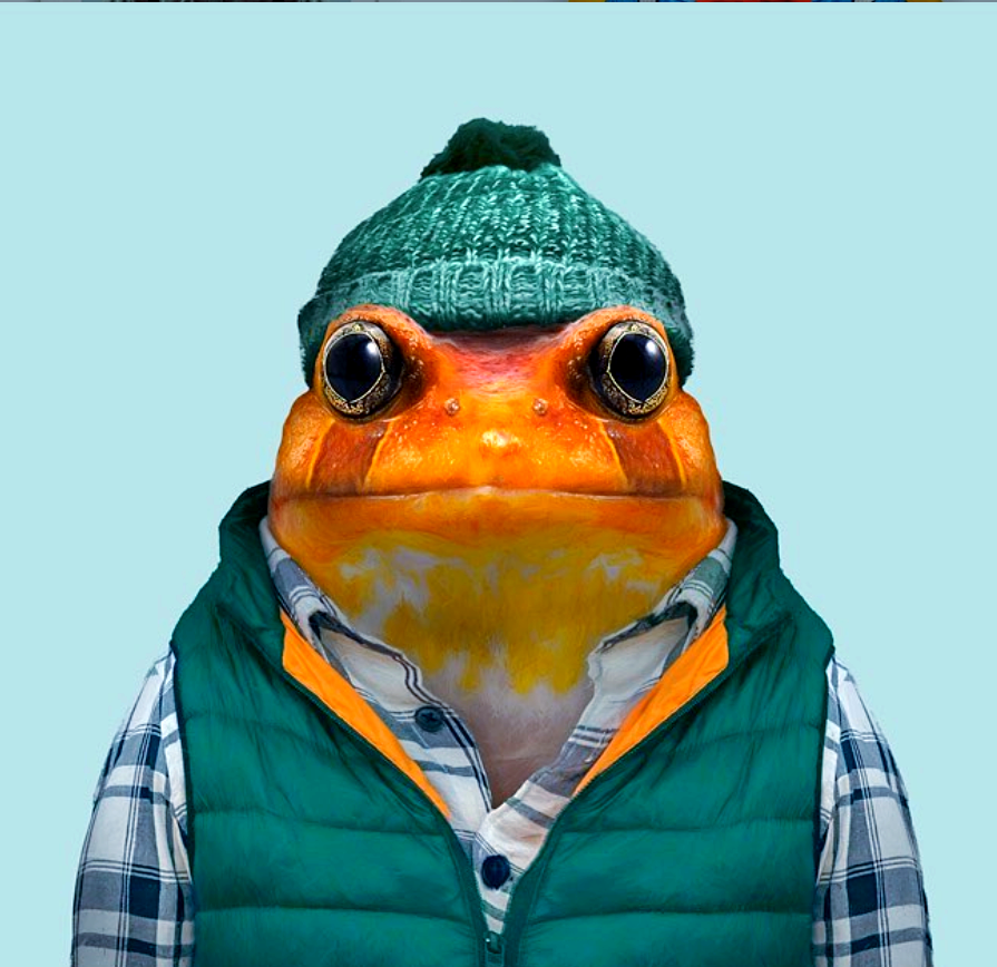 动物肖像走红,这些"衣冠禽兽"有哪些趣味瞬间