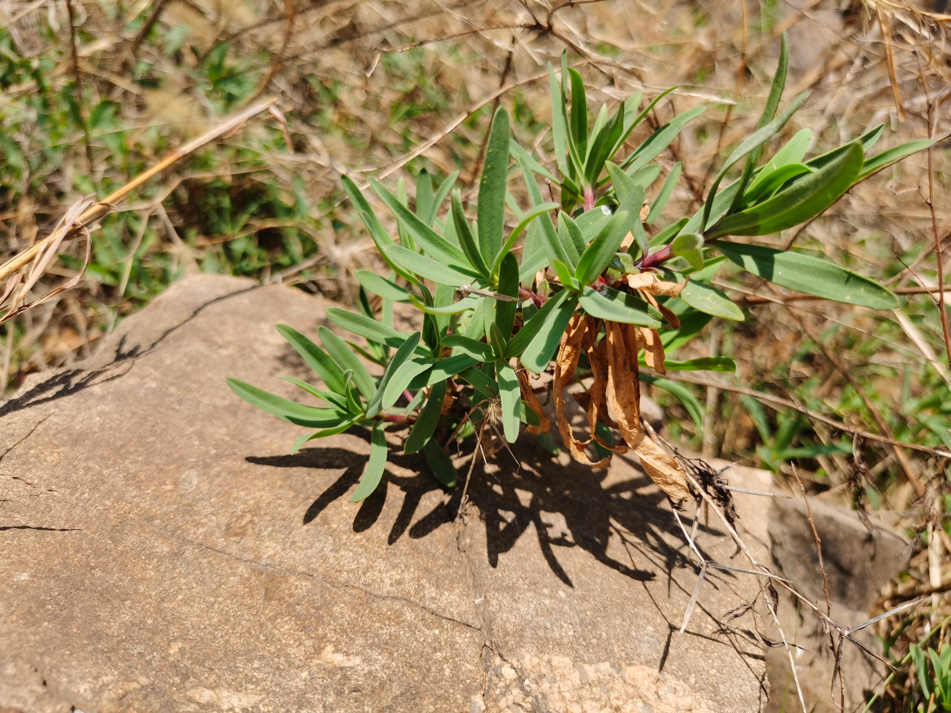 组图:在海阳乡村拍到一大片"山苜楂",学名"长蕊石头花"
