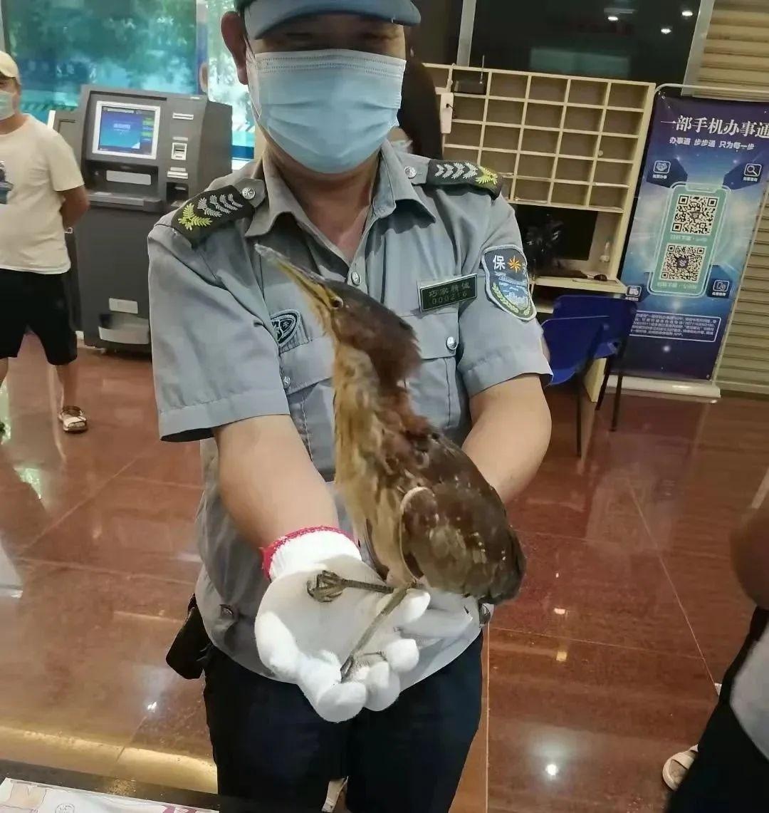局森林警察大队接到报警称:巧家县地税局一楼大厅飞进一只不明鸟类,既