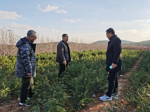 泰山林科院来烟考察"雷登"柏种质资源建设和推广应用