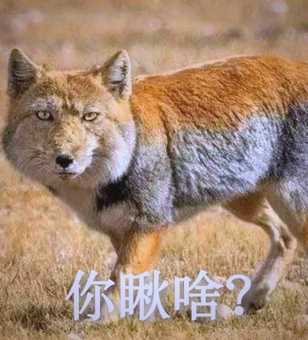 众多表情包中的动物形象