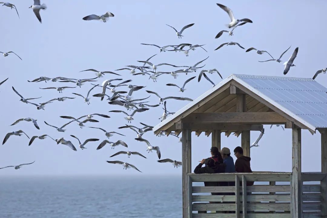 打工人的解药,观鸟到底在看什么?