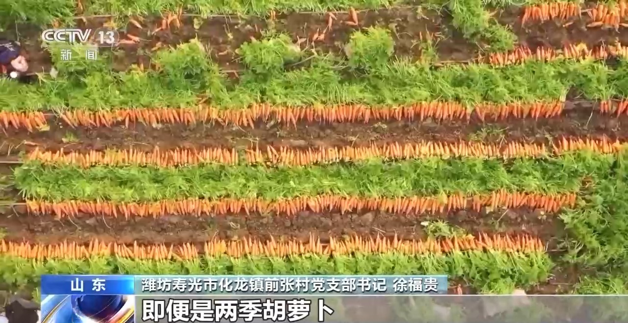 全国种,全球卖,寿光胡萝卜出圈!
