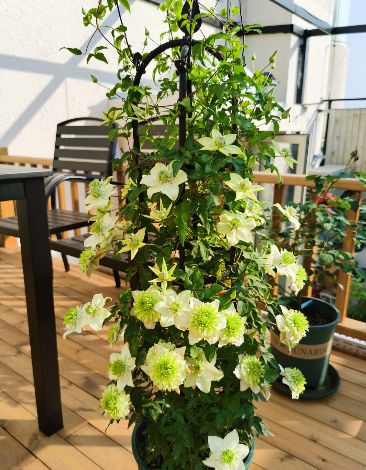 铁线莲"绿玉"—美若玫瑰,三季有花开,栽培容易,北阳台也能养