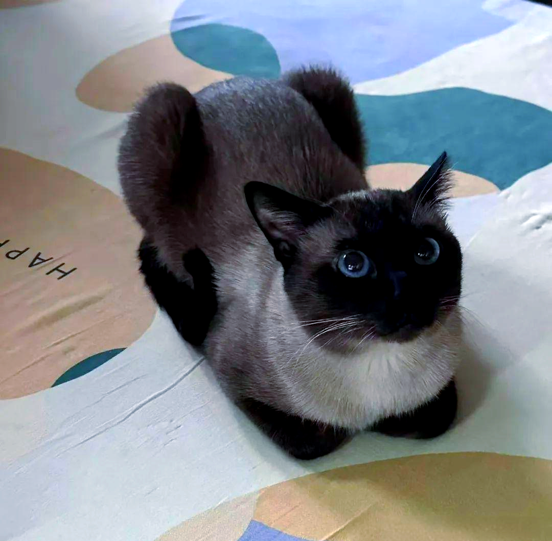 暹罗猫为何在冬天毛色会变黑?