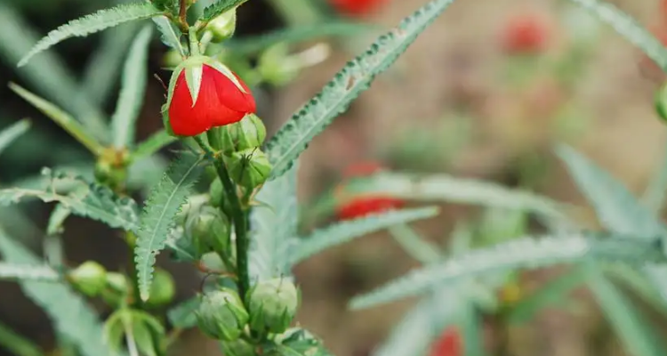 午时花为什么在中午12点开花