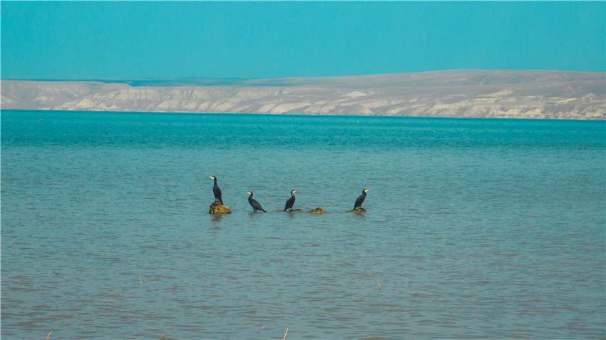 新疆喀拉托海湖:水鸟戏水美如画