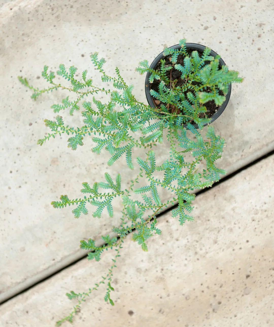 如蓝宝石一般的变色龙珊瑚蕨,喜阴好养,可垂盆生长