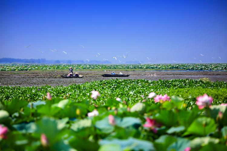 洪湖村乡村振兴:从农业致富到生态旅游的美丽蜕变