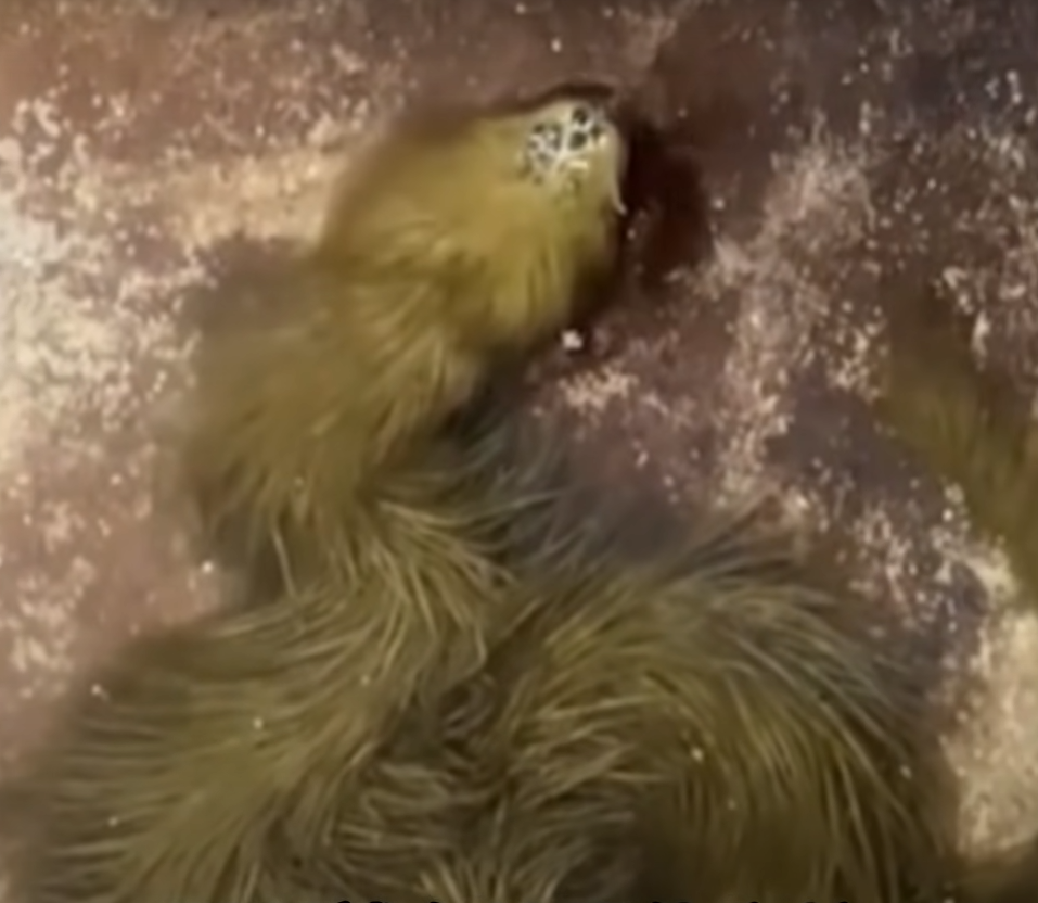 泰国发现新物种!"毛蛇"的惊人真相