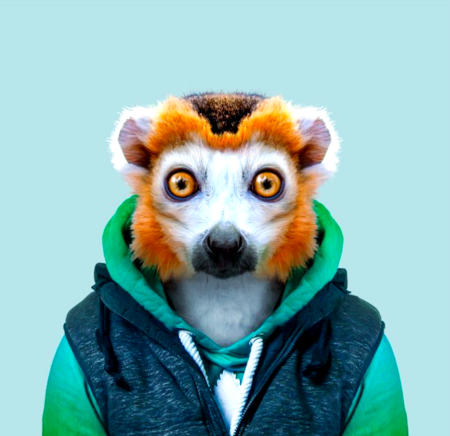 动物肖像走红,这些"衣冠禽兽"有哪些趣味瞬间