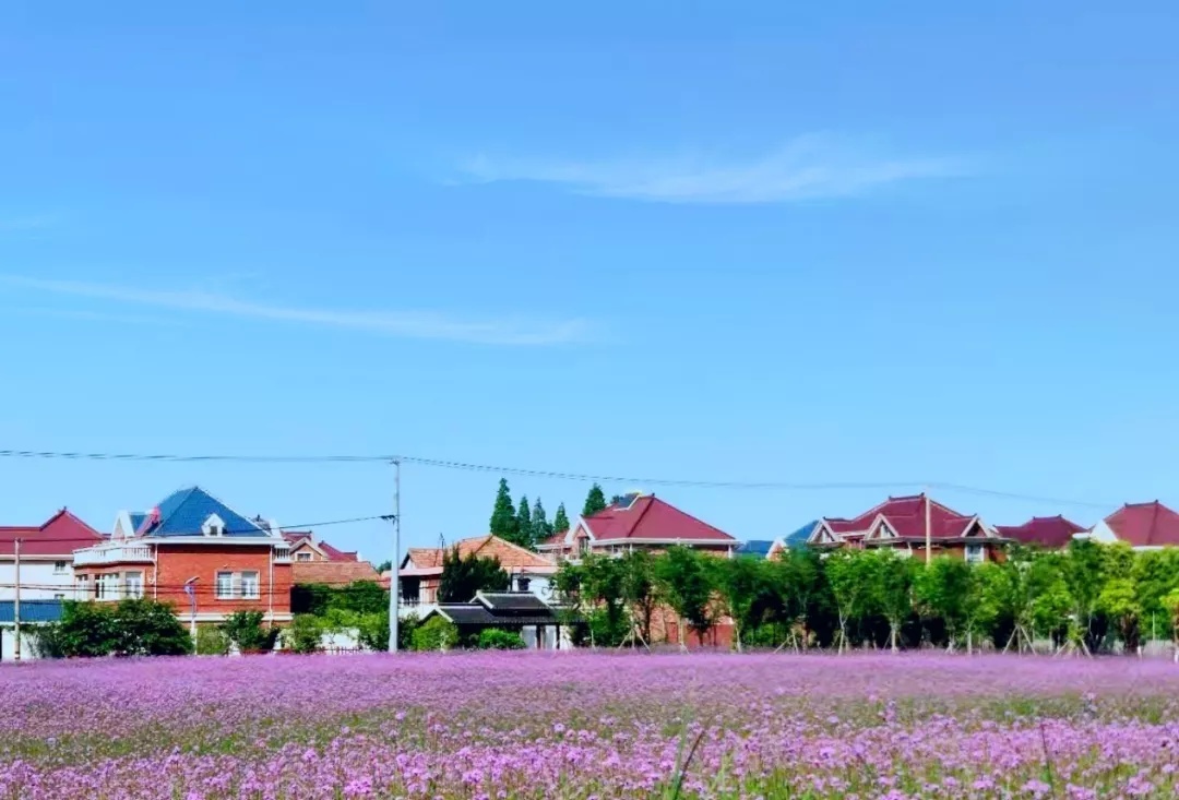 "乡"约宝山!海星村邀你感受乡村的明媚夏景
