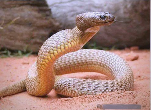 澳大利亚细鳞太攀蛇及其他毒蛇的毒性概述