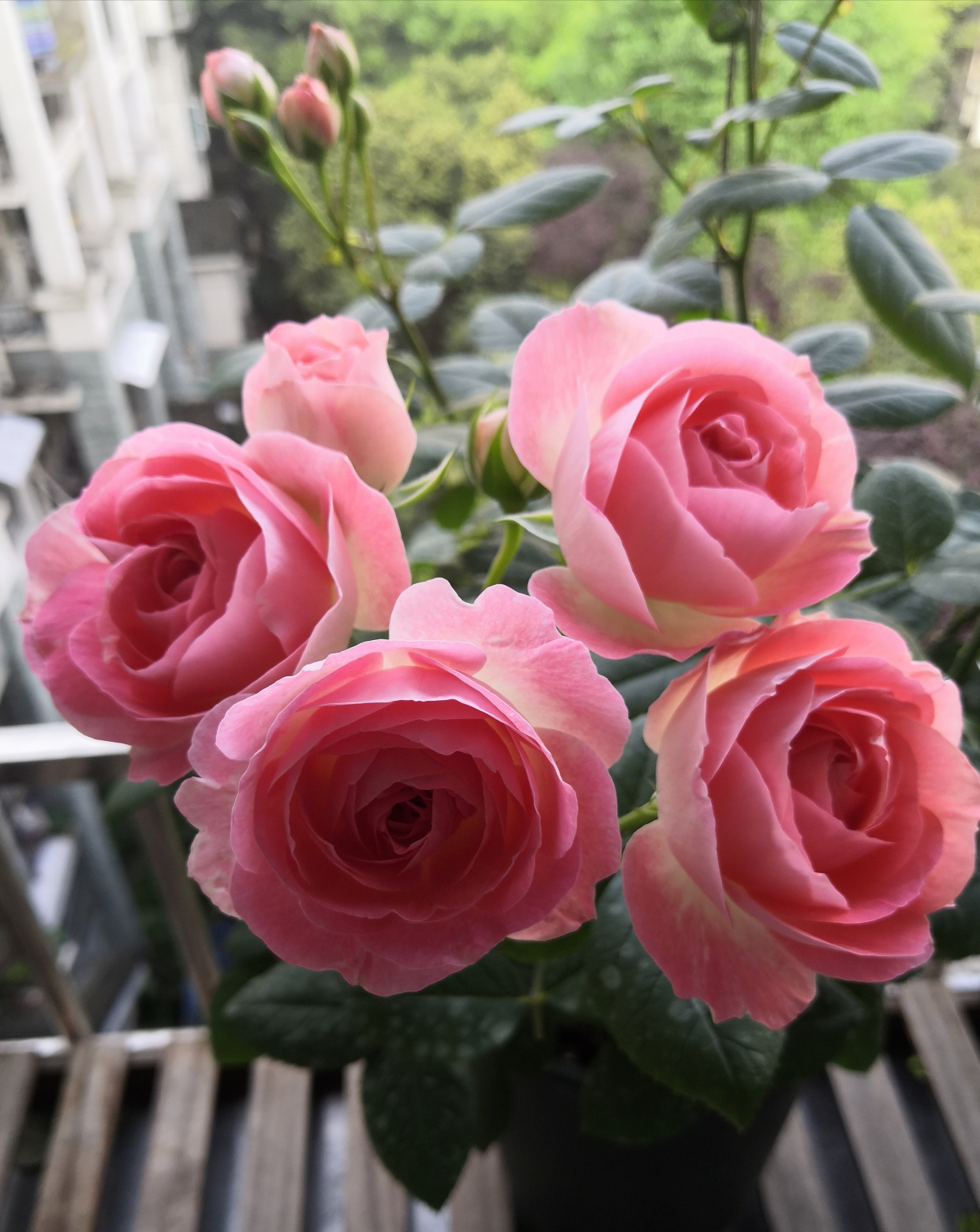 阳台党爱养的花—诺娃,花姿美丽,香气怡人,栽培容易,四季花开