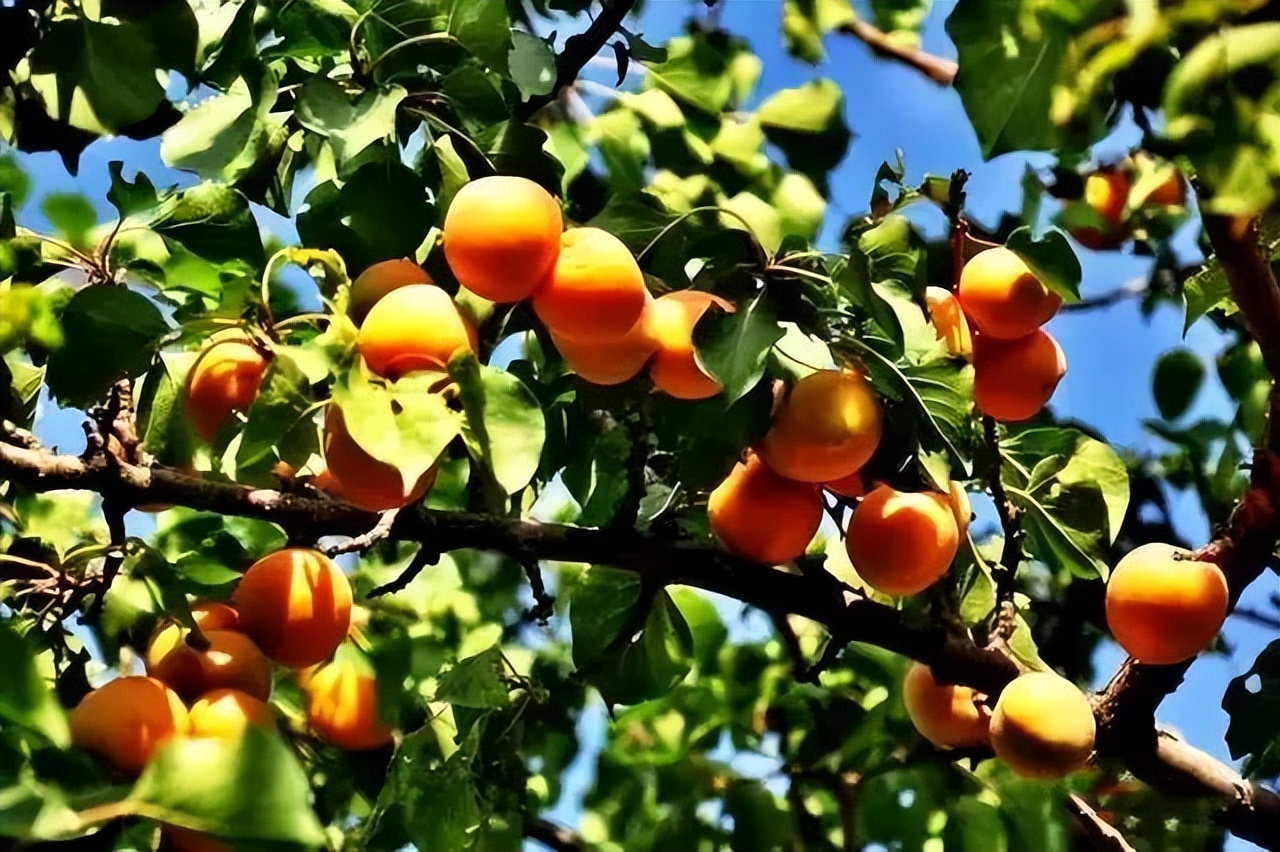 临夏唐汪川杏子图片