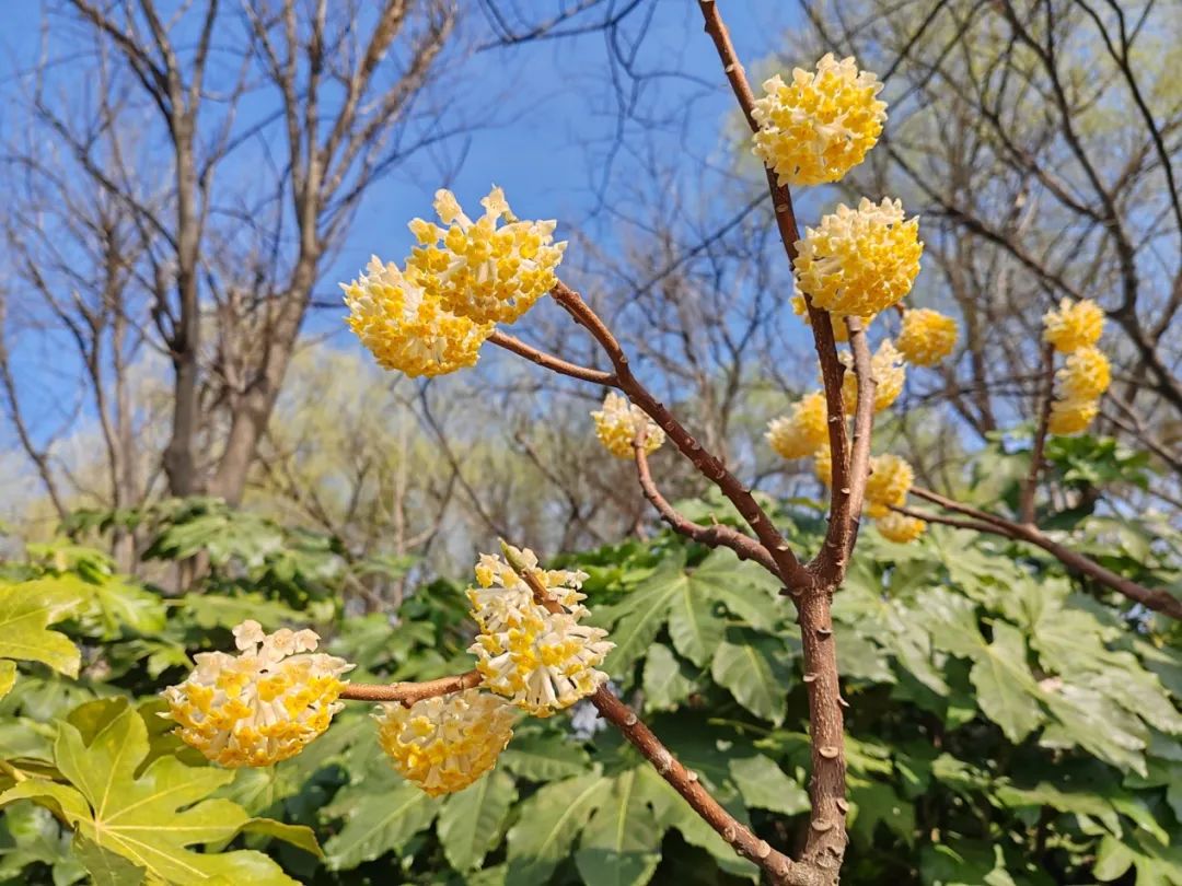 长宁这些地方的结香花盛开啦!它被誉为中国爱情树,可香了!