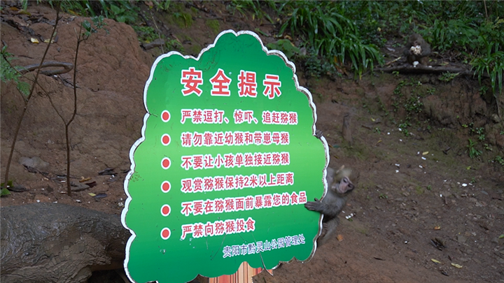 黔灵山猕猴追踪|猴子怎么管?管理方有苦衷,市民有爱心,游客有期待