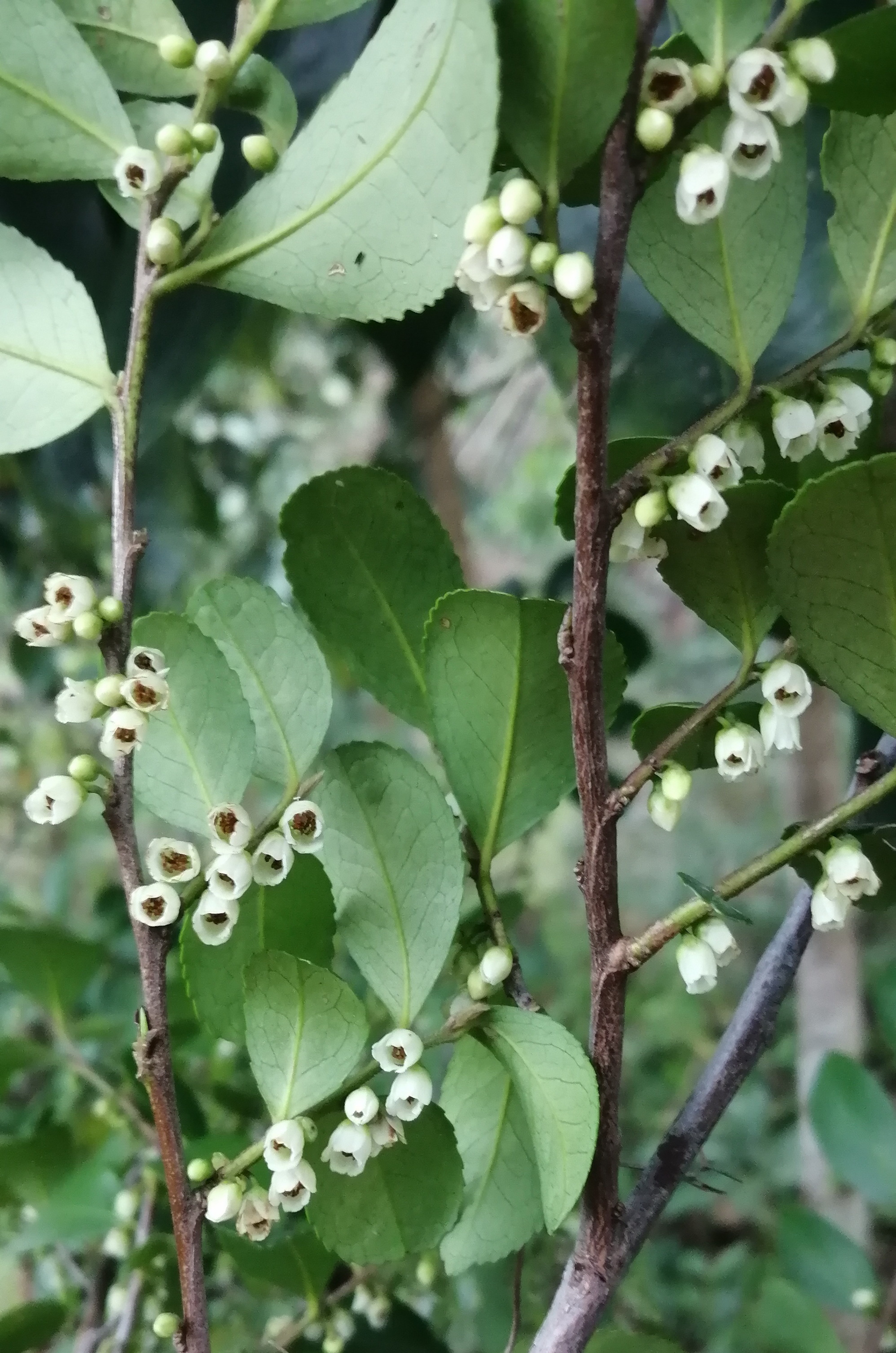 雌雄异株的柃属植物花图整理