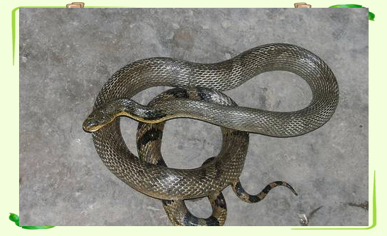 藤县再次发现罕见中华珊瑚蛇,外出游玩需警惕