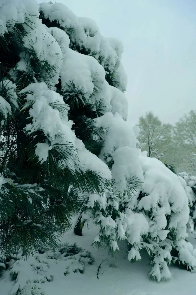 雪山青松的图片大全图片