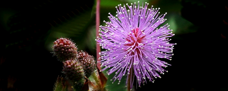 粉色花朵似绒球缓缓的一碰就低着头是什么花?