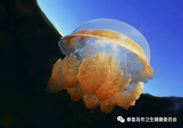 海蜇蜇伤如何处理,一部动画告诉你