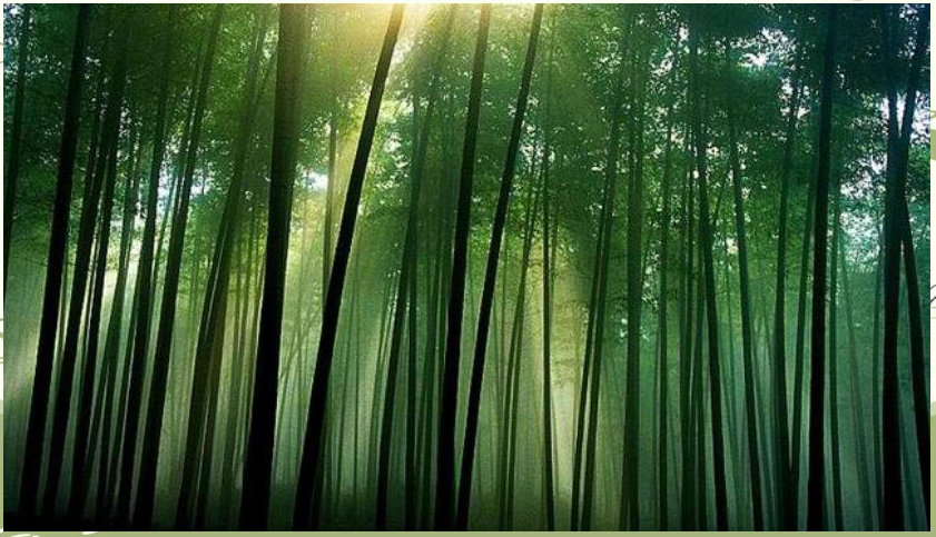 竹子摄影机拍摄教程，技巧大全