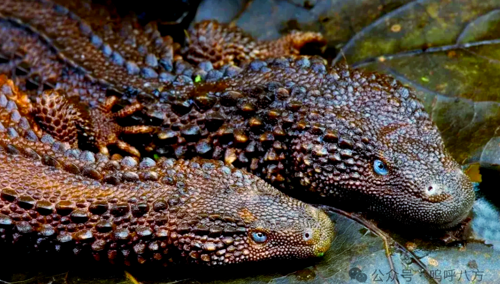 婆罗蜥:一种酷似龙的独特蜥蜴,面临生存威胁