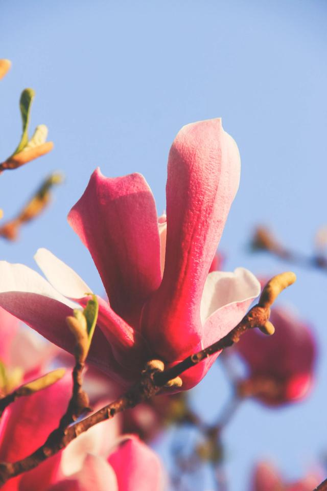 辛夷花|花是有灵性的 花语是浪漫唯美的