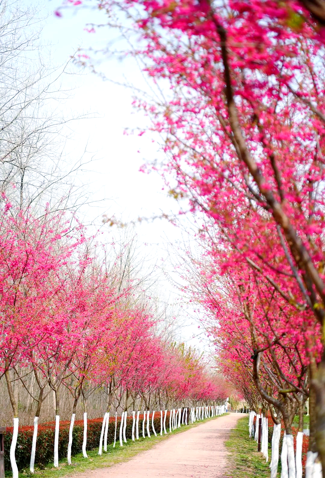 寒绯樱:春天里最早开放的红色樱花