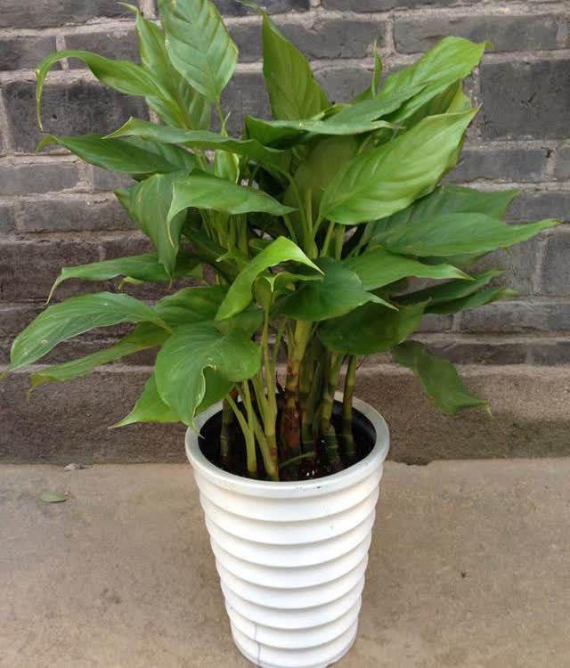 富贵美观大气,室内幸福财运花