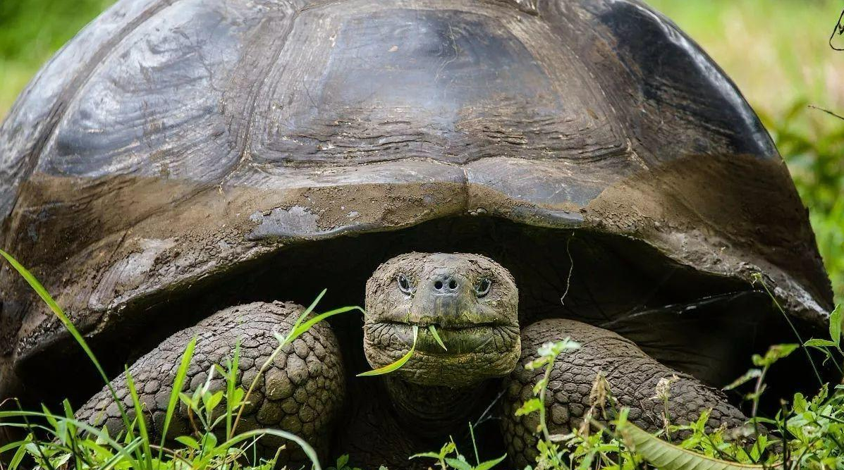 百岁老龟凭一己之力,半个世纪育有800只小龟,拯救种群免于灭绝