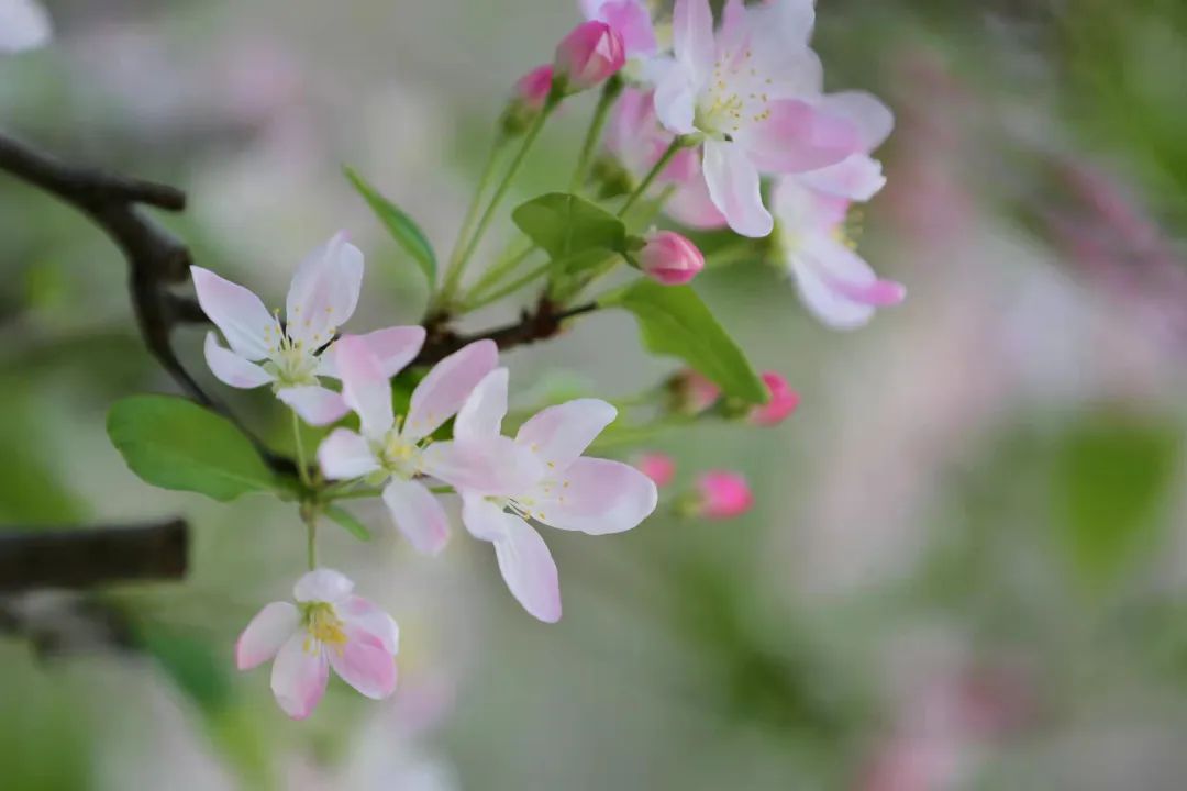 保院海棠初沐雨春光正好读书时