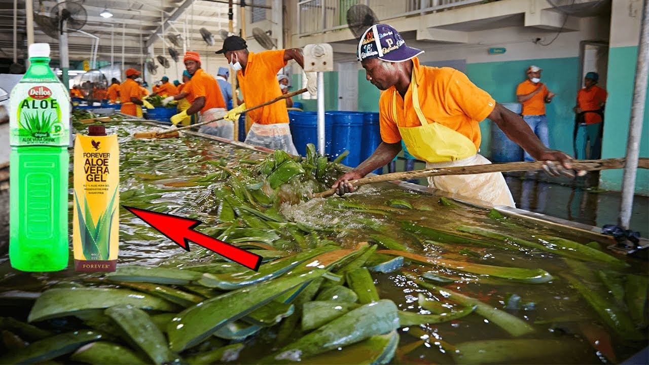 印度最大芦荟加工厂,去皮分拣只要10秒,年入百万,这技术我服了