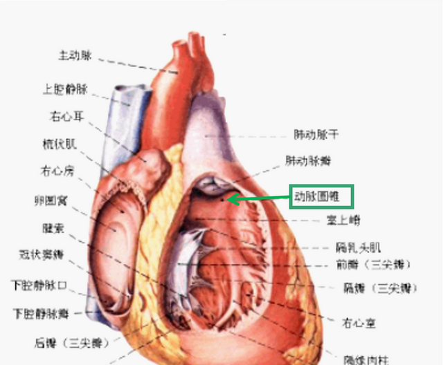 动脉圆锥在哪里?有什么用?