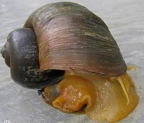 福寿螺又称大瓶螺,苹果螺,属于软体动物门中腹足目瓶螺科的两栖淡水螺