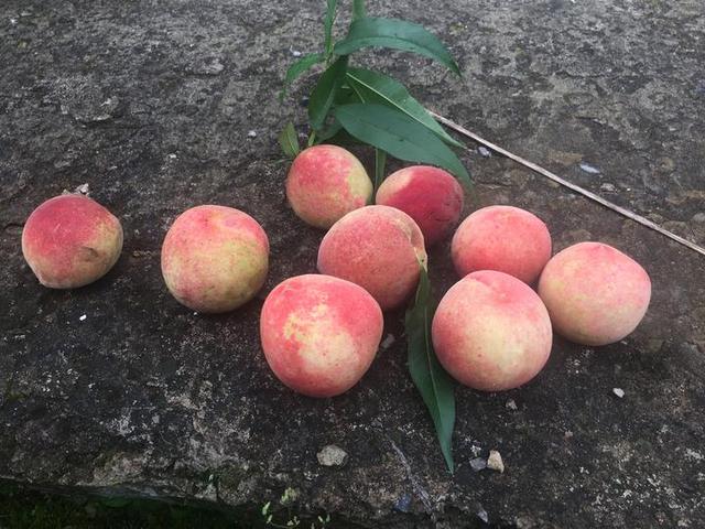 岭下村30万斤鲜桃滞销 果农心急如焚求销路