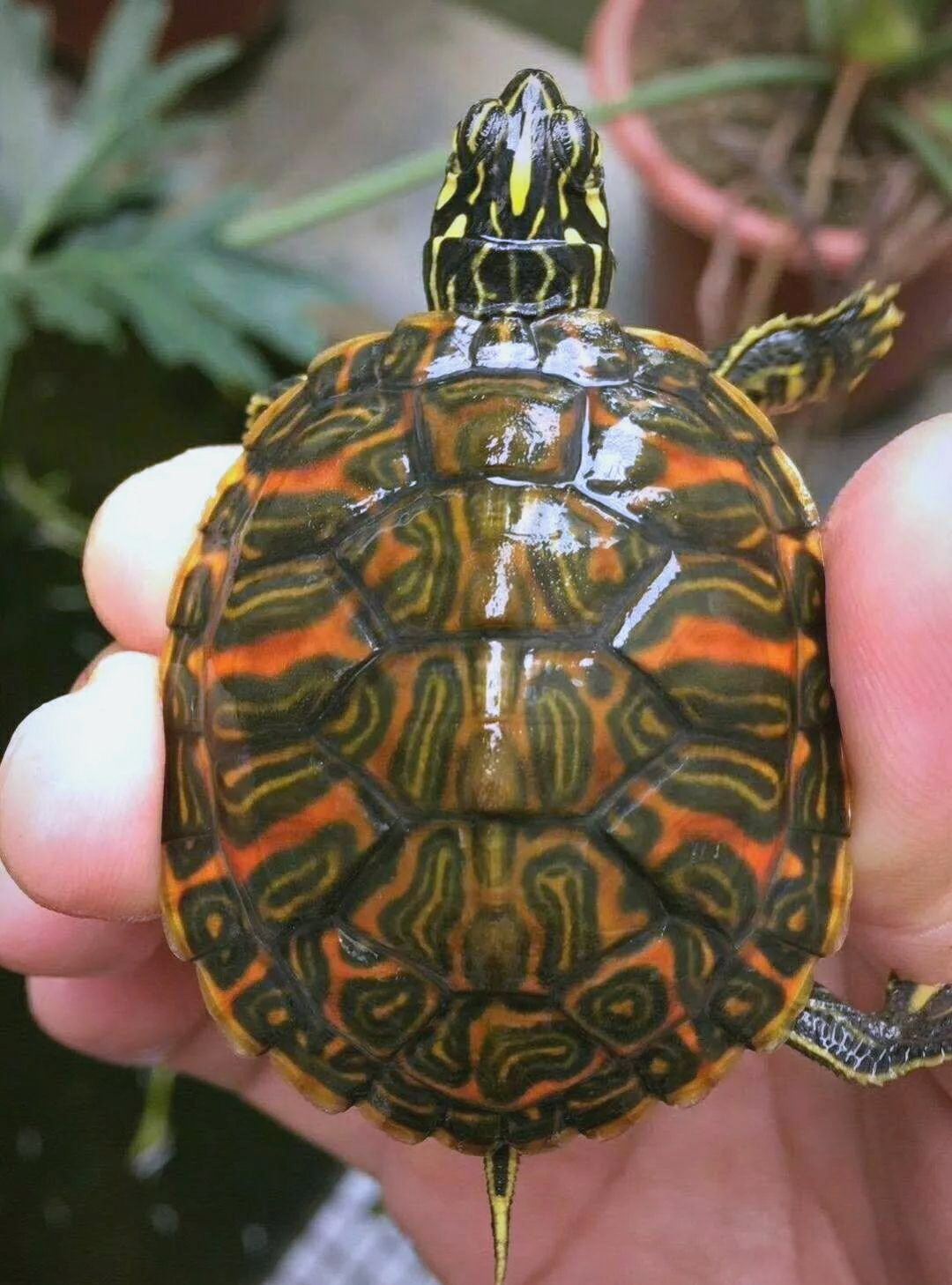 许多经验丰富的玩家热衷于饲养火焰龟苗,并精心调养它们,待其发色后