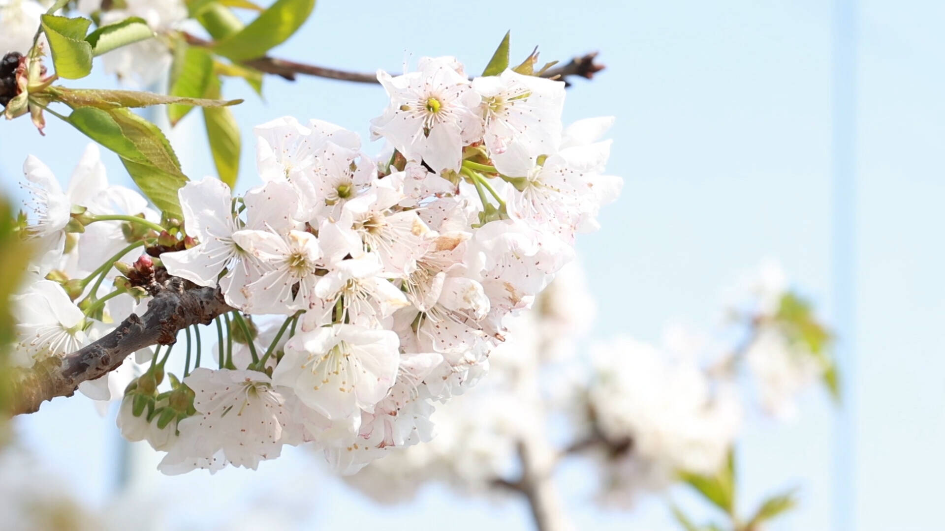 车厘子花是什么颜色图片