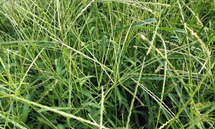 抗性马唐草用什么除草剂