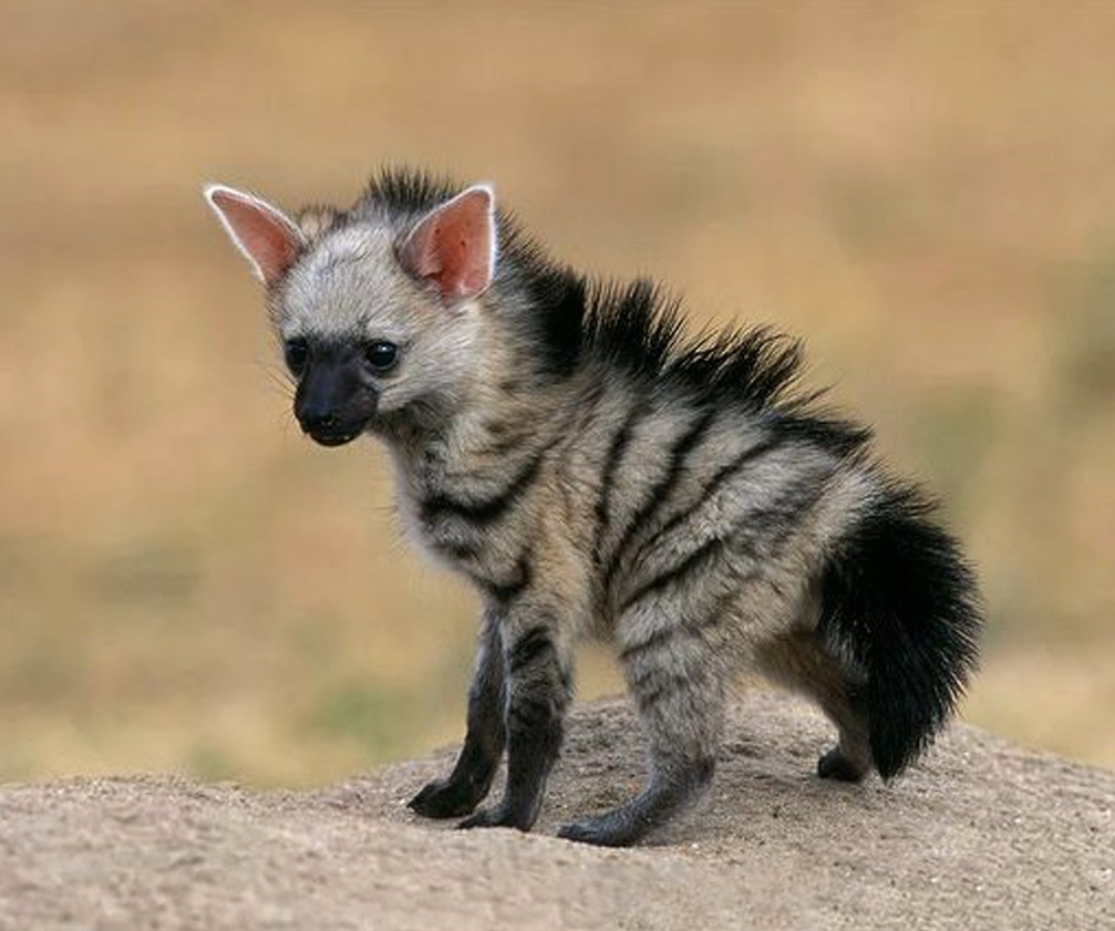 超可爱的野生动物宝宝图片,萌态十足!