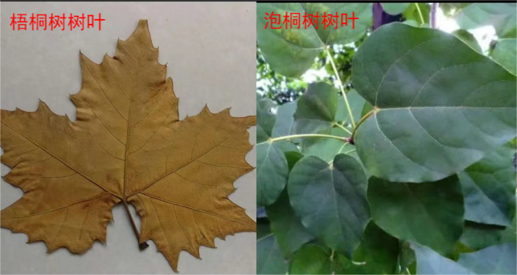 泡桐树和梧桐树的区别