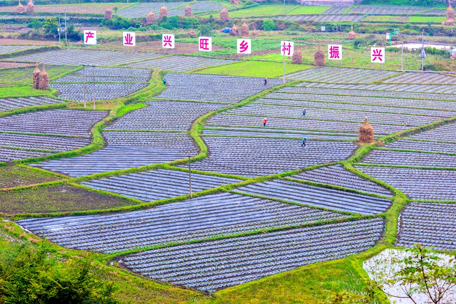 麻江县龙山镇:家门口的"夜校"赋能乡村振兴