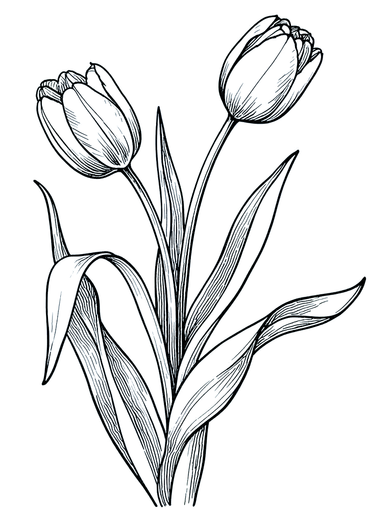 多种常见花朵的简笔画黑白线稿创作技巧