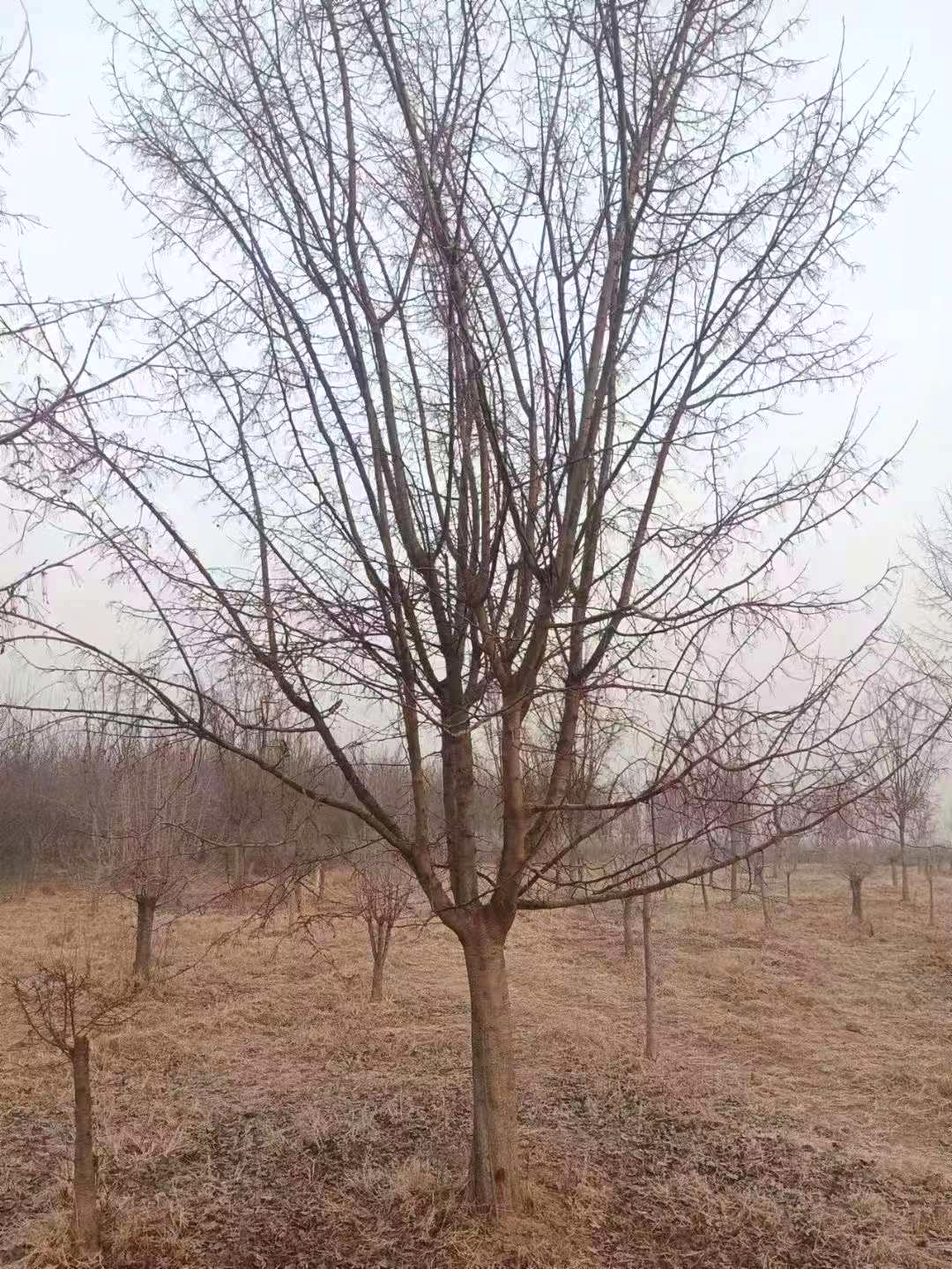 临沂垂丝海棠苗圃基地图片