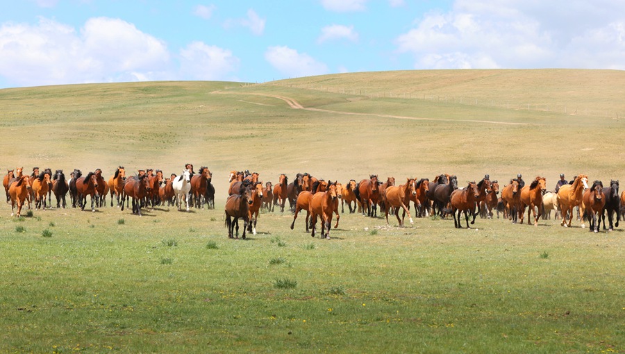 甘肃山丹:骏马奔腾 草原欢歌