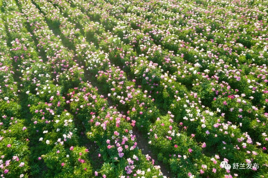 舒兰的这片花海分分钟美爆你的朋友圈